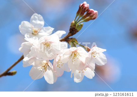 Pink Sakura full bloom at Himeji castle. The most beautiful flower and great ancient, heritage castle in Japan. 123161611