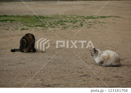瀬戸内の島の猫 123161708
