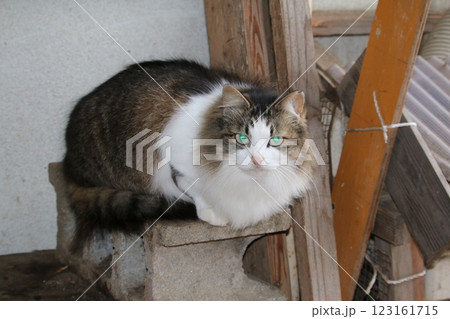 瀬戸内の島の猫 123161715