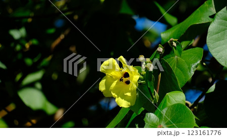 黄色い花 123161776