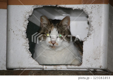 瀬戸内の島の猫 123161853