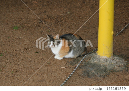 瀬戸内の島の猫 瀬戸内の島の猫 123161859