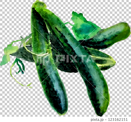 用水彩畫的黃瓜 用水彩畫的黃瓜 123162151