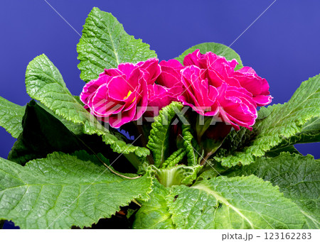 Red Primula Flowers on a blue background Red Primula Flowers on a blue background 123162283