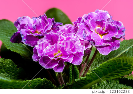Violet Primula Flowers on a pink background Violet Primula Flowers on a pink background 123162288