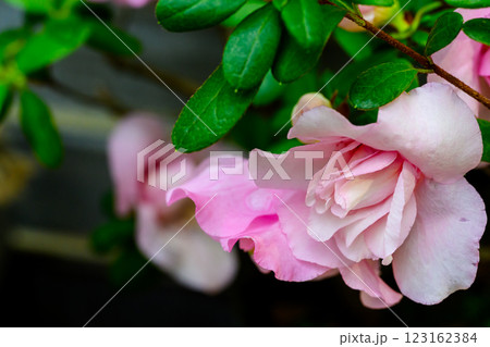 アザレアの花_6445 アザレアの花_6445 123162384
