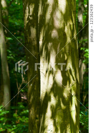 A strain of an old tree, close-up view. Background for various uses. 123162439