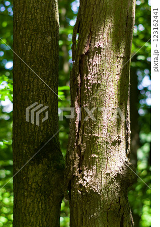 A strain of an old tree, close-up view. Background for various uses. 123162441