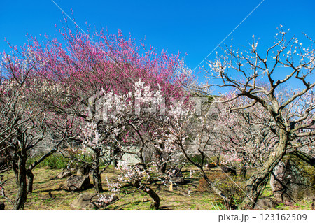 静岡県熱海市　熱海梅園　中央広場の梅林　早咲きの梅 123162509