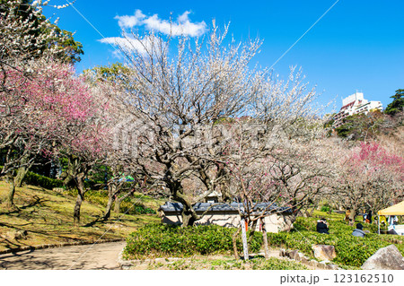 静岡県熱海市　熱海梅園　中央広場の梅林　早咲きの梅 123162510
