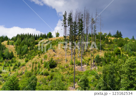 A forest destroyed by the bark beetle calamity. A bark beetle is a beetle whose larvae feed on sap and wood of trees and cause them to dry up. A forest destroyed by the bark beetle calamity. A bark beetle is a beetle whose larvae feed on sap and wood of trees and cause them to dry up. 123162534