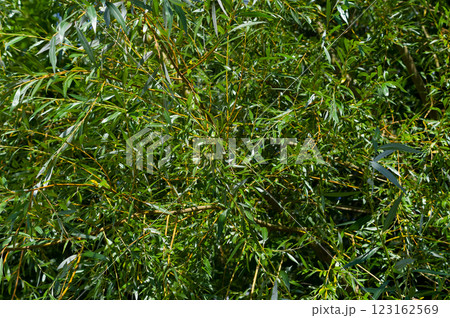 Close-up view of willow wicker. Background for various uses. Close-up view of willow wicker. Background for various uses. 123162569