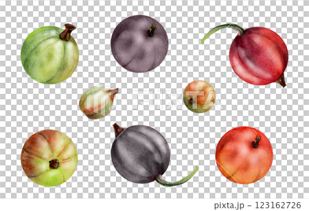 Currant gooseberry fruit, garden berry hand drawn in watercolor casseille jostaberry huckleberry juneberry. Botanical isolated elements illustration. Restaurant cafe menu, farmers market, organic food Currant gooseberry fruit, garden berry hand drawn in watercolor casseille jostaberry huckleberry juneberry. Botanical isolated elements illustration. Restaurant cafe menu, farmers market, organic food 123162726