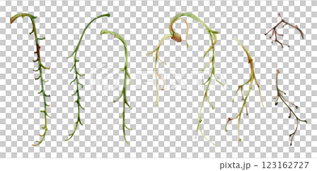 Tree, flower, berry or bush raceme. Long plant stem branch twig cluster hand drawn in watercolor, late autumn or winter, early spring. Gardening, florist shop. Botanical isolated illustration element 123162727