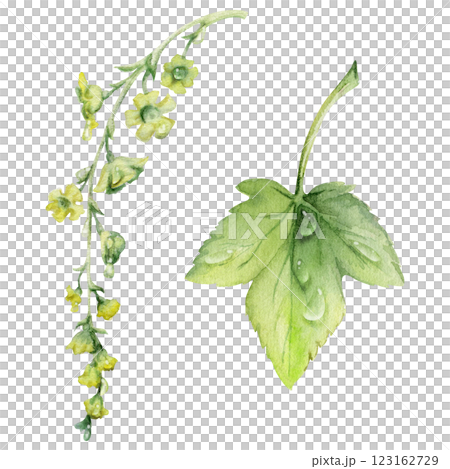 Green leaf, long cluster flower in water dew drops. Bush tree foliage hand drawn in watercolor, Currant gooseberry maple sycamore avens. Isolated botanical illustration. Florist shop, herbal cosmetics 123162729