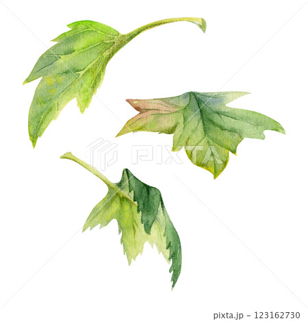 Green leaves of flower, bush tree foliage hand drawn in watercolor, Currant gooseberry maple sycamore avens. Isolated botanical illustration. Florist shop, scrapbooking decoupage, herbal cosmetics eco 123162730