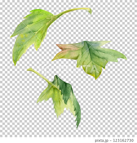 Green leaves of flower, bush tree foliage hand drawn in watercolor, Currant gooseberry maple sycamore avens. Isolated botanical illustration. Florist shop, scrapbooking decoupage, herbal cosmetics eco 123162730