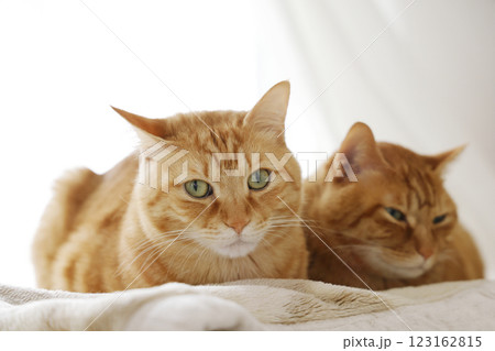 猫ちゃん親子の日常風景 123162815