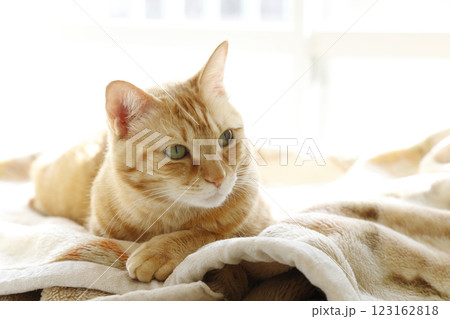 猫ちゃん親子の日常風景 123162818