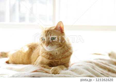 猫ちゃん親子の日常風景 123162820