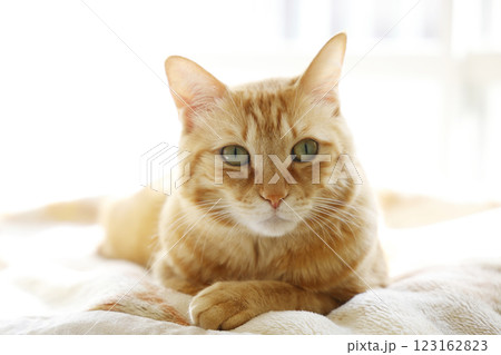 猫ちゃん親子の日常風景 123162823