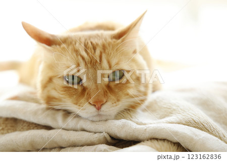 猫ちゃん親子の日常風景 猫ちゃん親子の日常風景 123162836