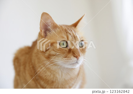 猫ちゃん親子の日常風景 猫ちゃん親子の日常風景 123162842