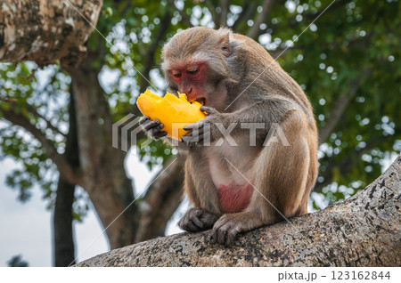 wild monkey eats mango sitting on tree in forest in nature 123162844