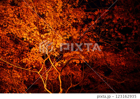 ライトアップされた紅葉 123162935