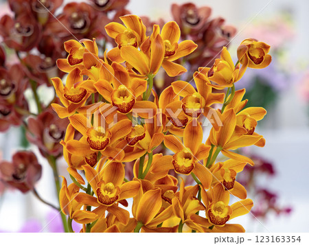 切り花　シンビジウム 123163354