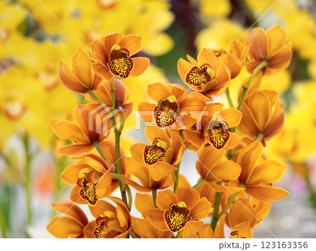 切り花　シンビジウム 123163356