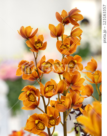 切り花　シンビジウム 123163357