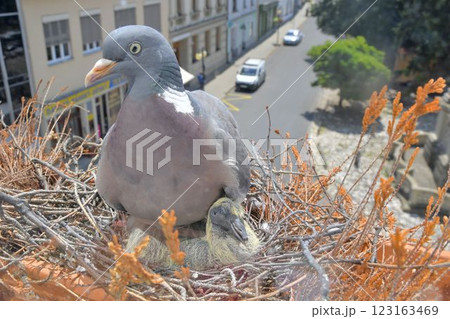 A dove warms the little baby pigeons. A pair of pigeons made a nest on the windowsill. Pigeon life in the city 123163469