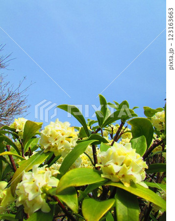 青空と白い沈丁花 青空と白い沈丁花 123163663