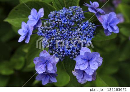 紫陽花 紫陽花 123163671