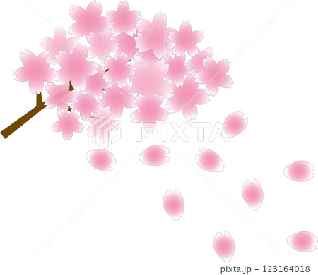 春の訪れ：舞い散るピンクの桜の花びらと満開のピンクの桜の枝 123164018