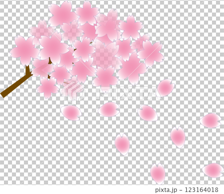 Spring is here: Fluttering pink cherry blossom petals and pink cherry blossom branches in full bloom 123164018