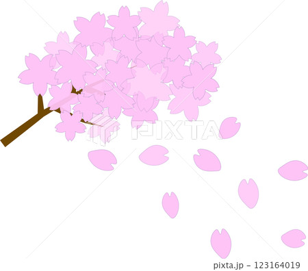 春の訪れ：舞い散るピンク桜の花びらと満開のピンクの桜の枝 123164019
