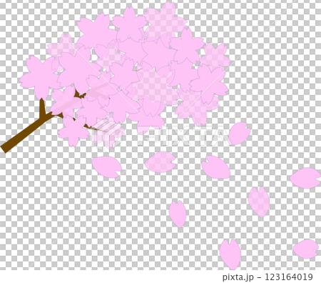 The arrival of spring: Fluttering pink cherry blossom petals and pink cherry blossom branches in full bloom 123164019