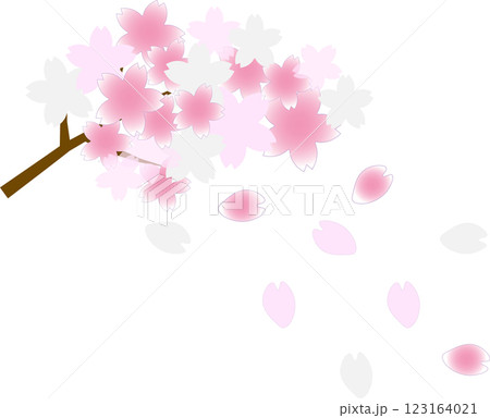 春の訪れ：舞い散る桜の花びらと満開の桜の枝 123164021