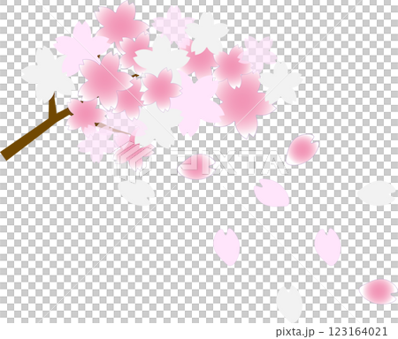 春の訪れ：舞い散る桜の花びらと満開の桜の枝 123164021