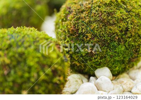 苔玉・正月飾り イメージ 123164029