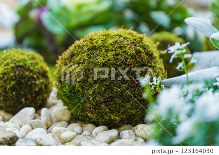 苔玉・正月飾り イメージ 苔玉・正月飾り イメージ 123164030