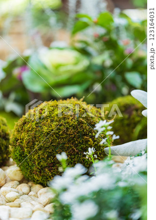苔玉・正月飾り イメージ 苔玉・正月飾り イメージ 123164031