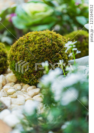 苔玉・正月飾り イメージ 123164032