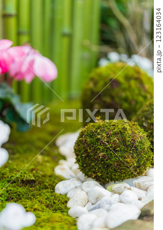 苔玉・正月飾り イメージ 123164034