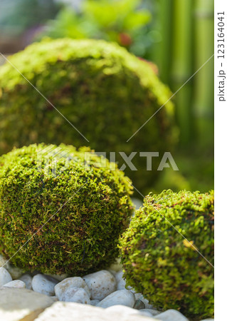 苔玉・正月飾り イメージ 123164041