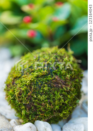 苔玉・正月飾り イメージ 苔玉・正月飾り イメージ 123164043
