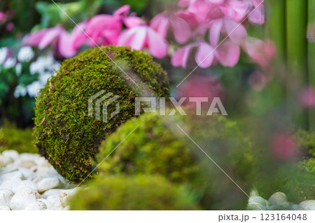 苔玉・正月飾り イメージ 123164048