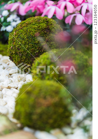 苔玉・正月飾り イメージ 123164050